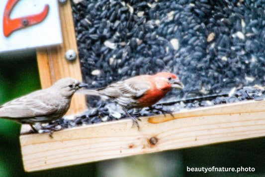 House Finch Horizontal