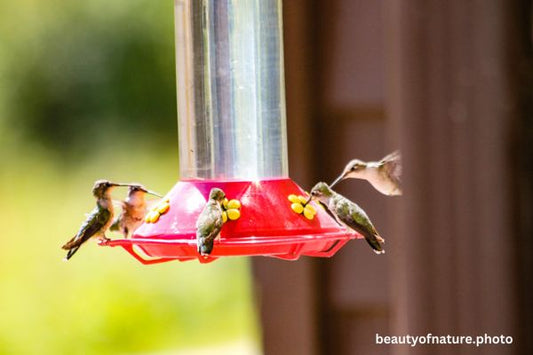 Hummingbird 2 Horizontal
