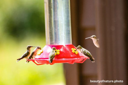 Hummingbird 3 Horizontal