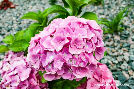 Hydrangea Horizontal