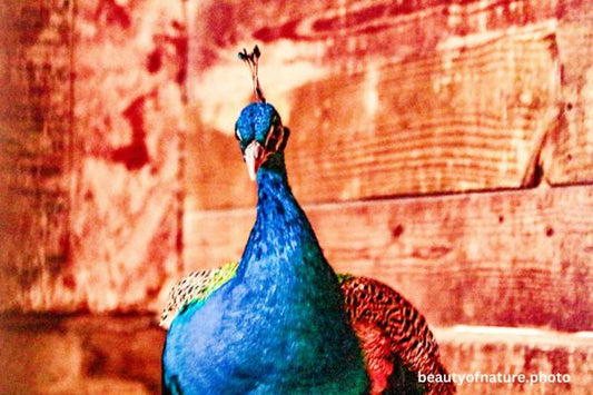 Indian Peafowl 1 Horizontal