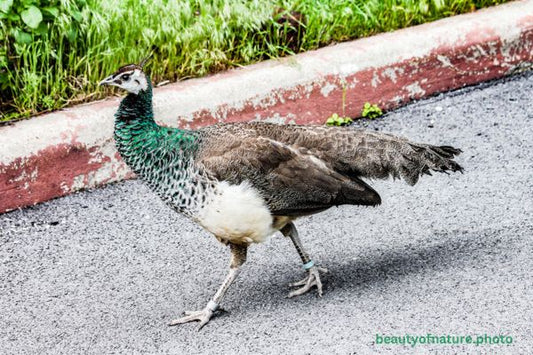 Indian Peafowl 2 Horizontal