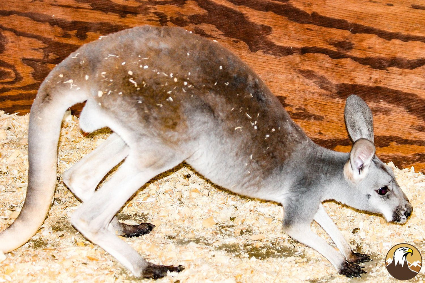 Kangaroo 1 1500X1000