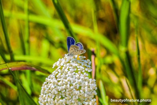 Karner Blue Butterfly 1 Horizontal