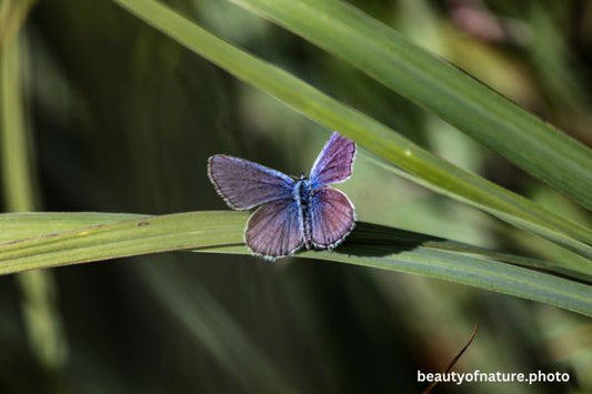 Karner Blue Butterfly 2 Horizontal