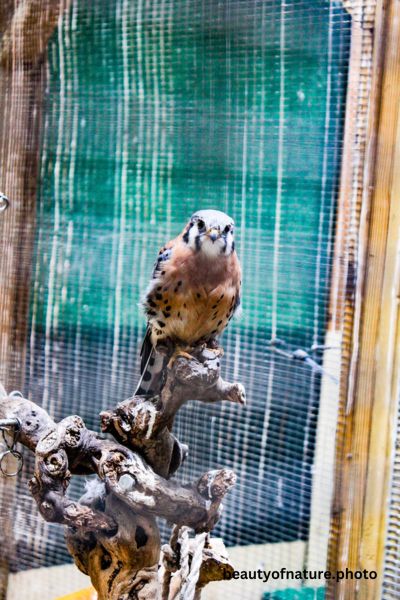 Kestrel 3 Vertical