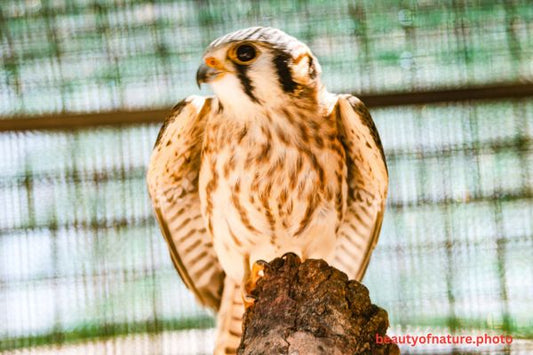 Kestrel 4 Horizontal