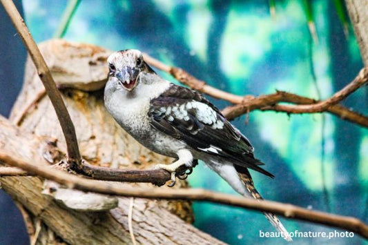 Kookaburra 4 Horizontal