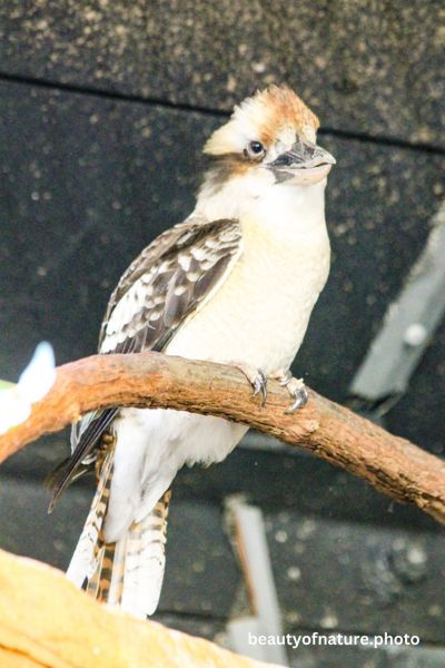 Laughing Kookaburra 1 Vertical