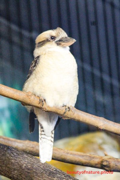 Kookaburra 2 Vertical