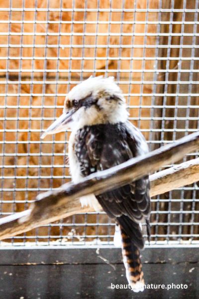 Kookaburra 5 Vertical