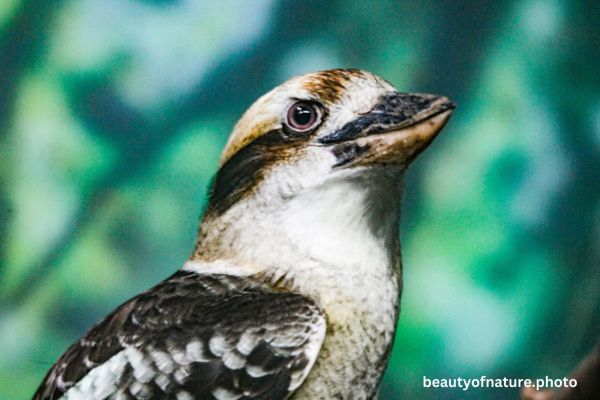 Kookaburra 6 Horizontal