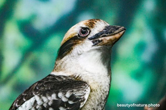 Kookaburra 6 Horizontal