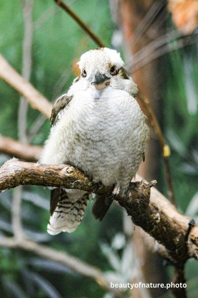 Kookaburra 7 Vertical