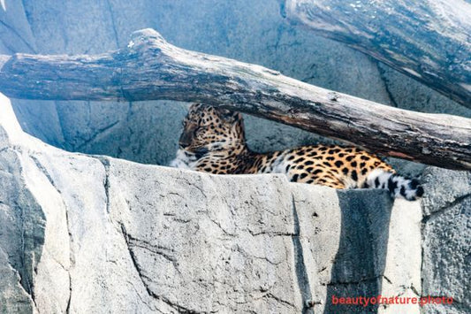 Leopard 1 Horizontal