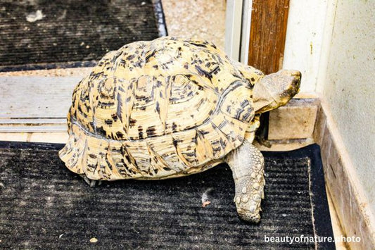 Leopard Tortoise 1 Horizontal