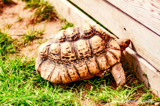 Leopard Tortoise 2 1500X1000