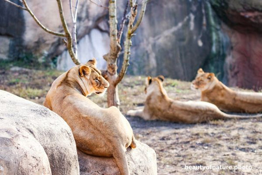 African Lion 10 Horizontal
