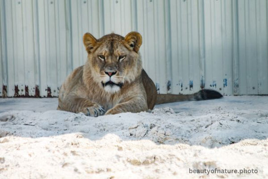 African Lion 1 Horizontal