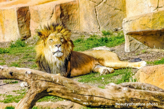 Lion 3 1500X1000