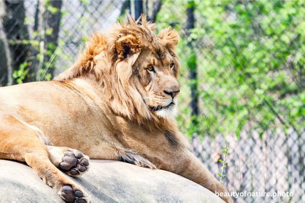 African Lion 4 Horizontal