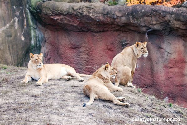 African Lion 6 Horizontal
