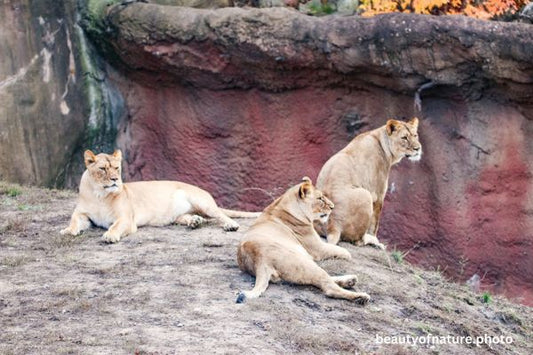 African Lion 6 Horizontal