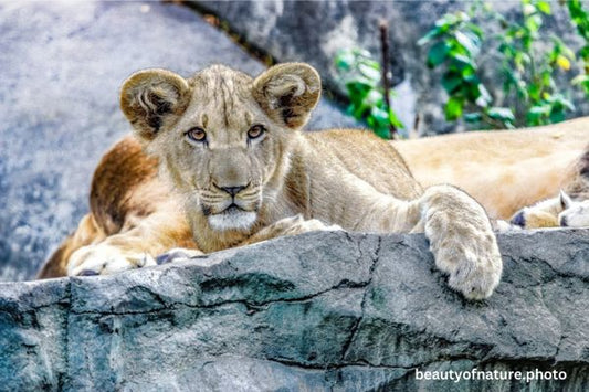African Lion 7 Horizontal