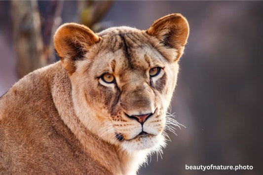 African Lion 8 Horizontal