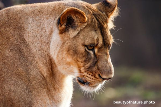 African Lion 9 Horizontal