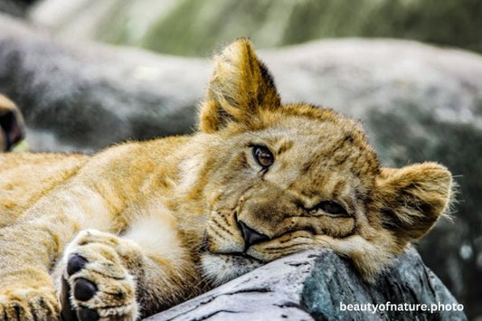 African Lion Cub Horizontal