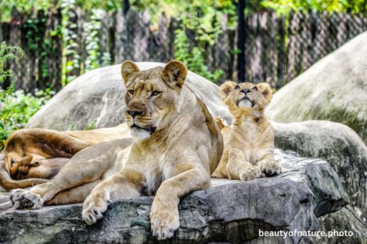 African Lion Family 1 Horizontal