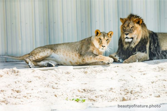 African Lion Family 2 Horizontal