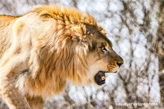 African Lion Roar Horizontal
