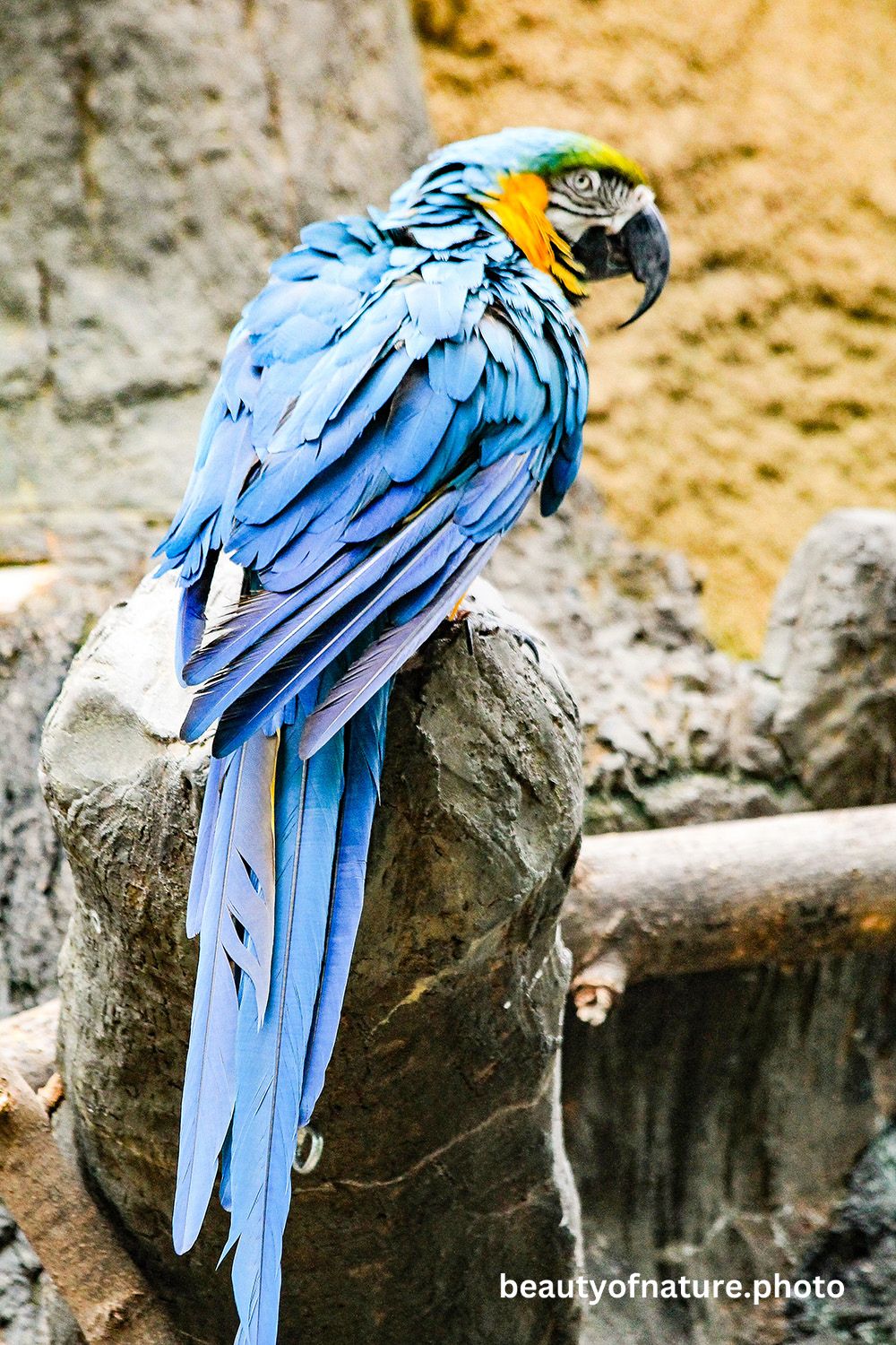 Macaw 1 1000X1500