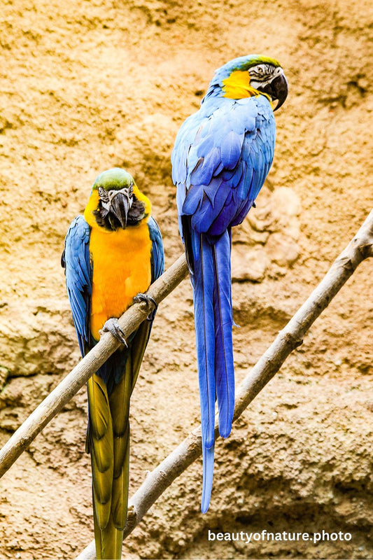Macaw 2 1000X1500