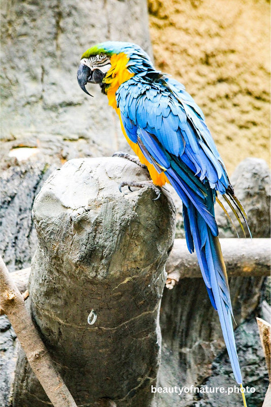 Macaw 3 1000X1500