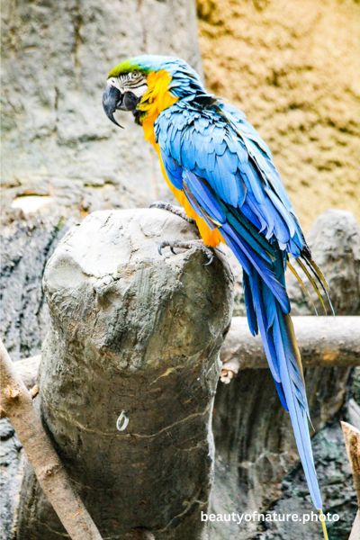 Macaw 3 Vertical