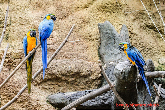 Macaw 4 1500X1000