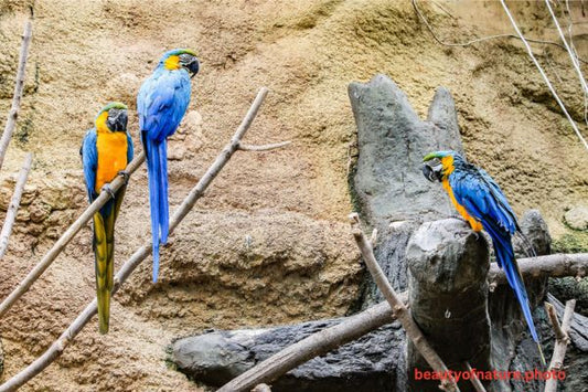 Macaw 4 Horizontal