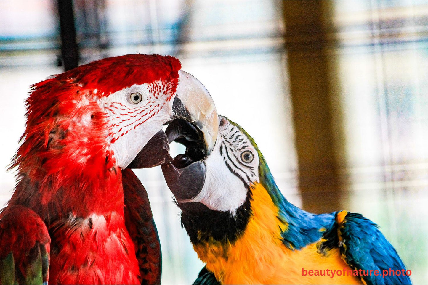 Macaw 6 1500X1000