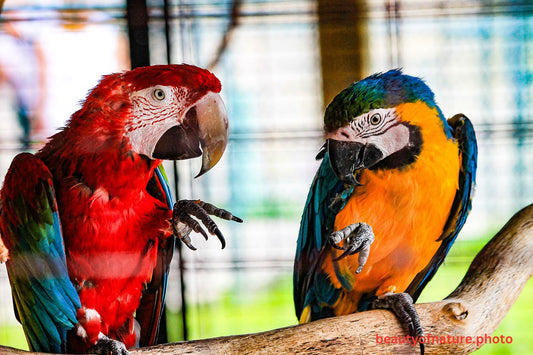 Macaw 7 1500X1000