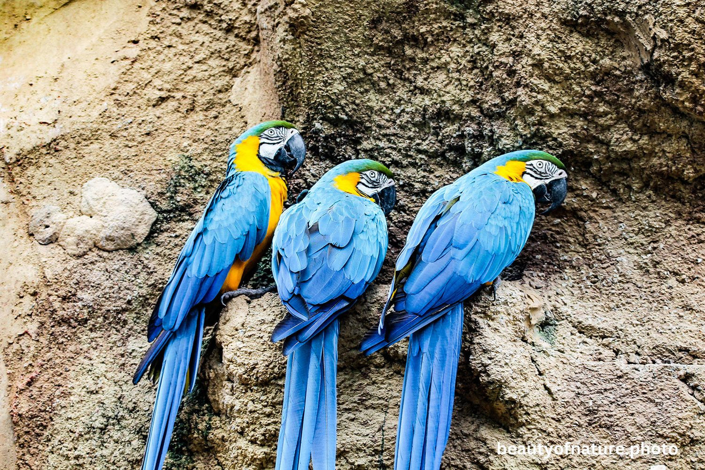 Macaw 8 1500X1000