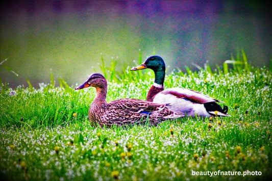 Mallard 1 Horizontal