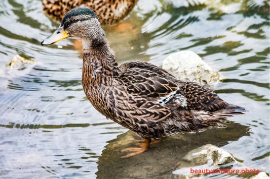 Mallard 2 Horizontal
