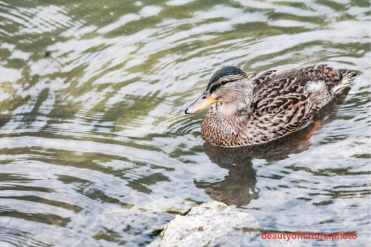 Mallard 3 Horizontal