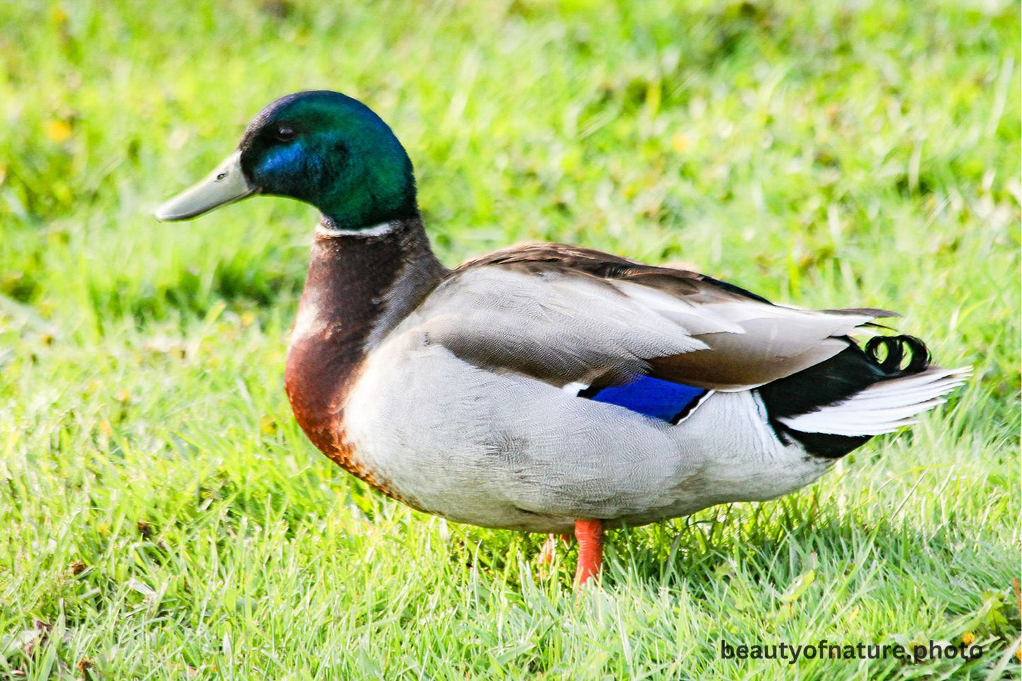 Mallard 4 1500X1000