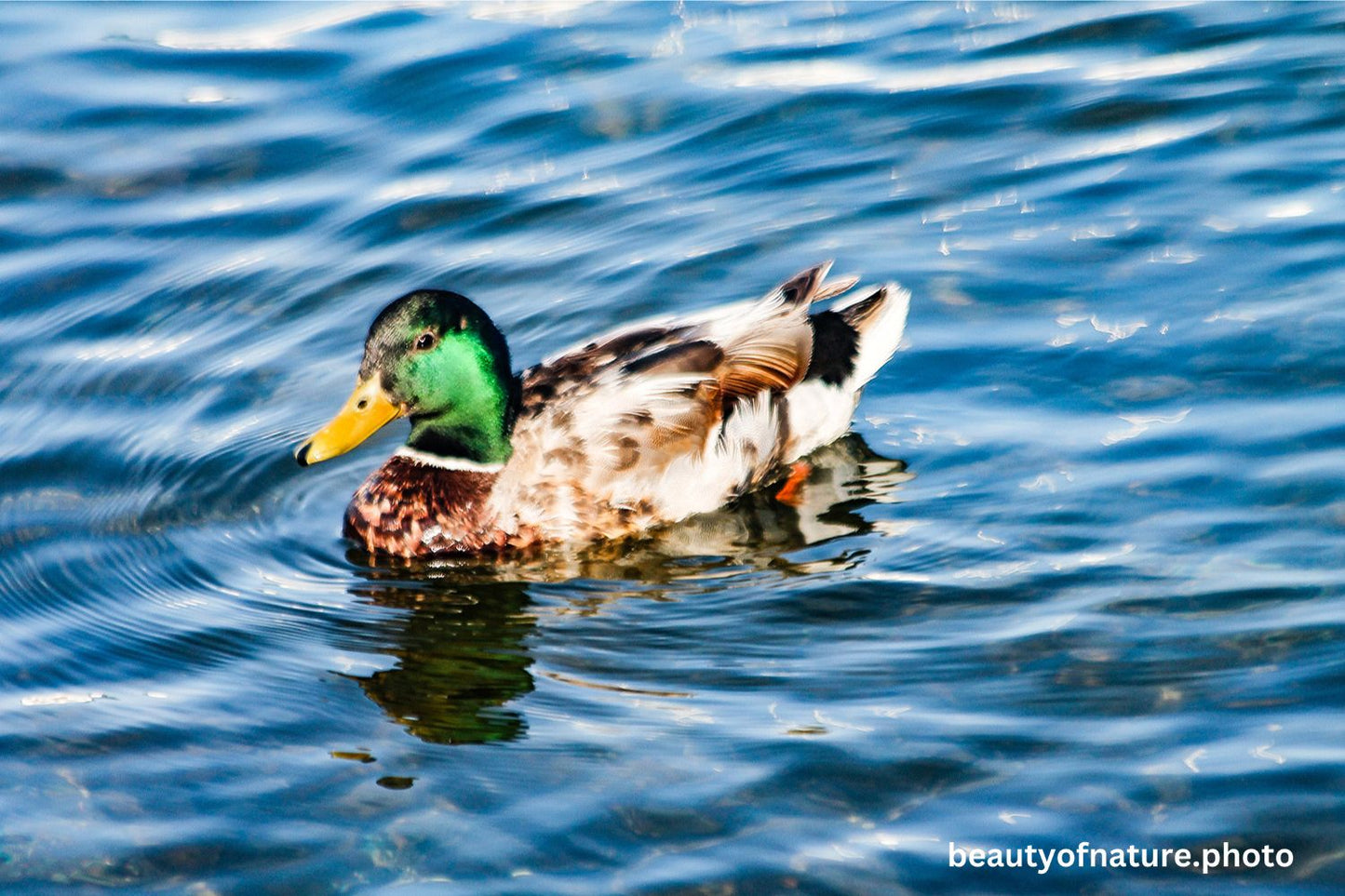 Mallard 5 1500X1000