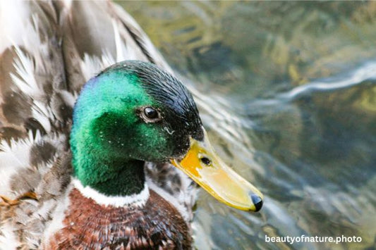 Mallard 6 Horizontal