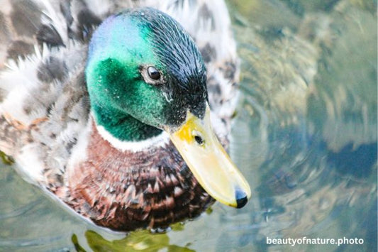Mallard 8 Horizontal